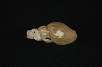 藏品(網蜷)的圖片